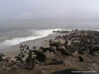 Drukte op het strand