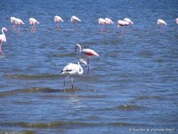 Flamingos
