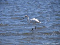 Europese flamingos