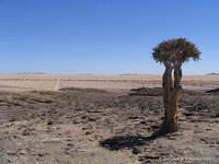 Kokerboom