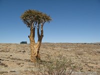 Quiver tree