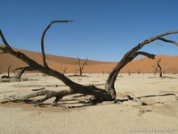 Deadvlei