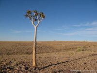 Kokerboom