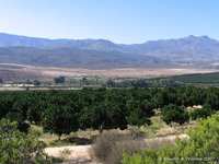 Citrusbomen