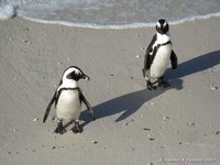 African penguin