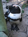 Hallo