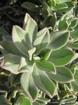 Vetplant