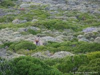 Elandantilope