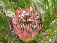 Bijzondere bloem