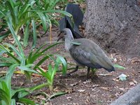 Hadada ibis
