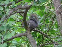 Eastern grey squirrel