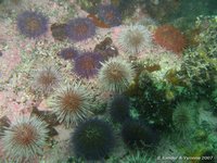 Cape urchin