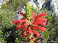 Bloem