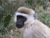 Vervet monkey
