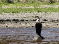 Witbuikaalscholver