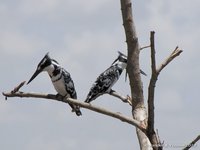 Pied Kingfisher