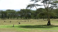 Afrikaanse maraboe