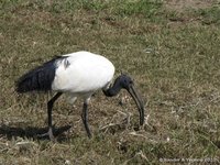 Sacred Ibis