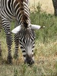 Steppezebra