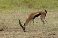 Thomsongazelle