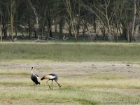 Grijze kroonkraanvogels