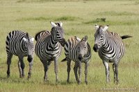 Plains Zebra