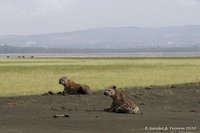 Gevlekte hyena