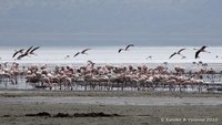 Kleine flamingo's