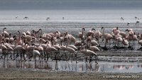 Lesser flamingo