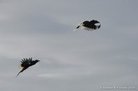 Grijsoorneushoornvogel