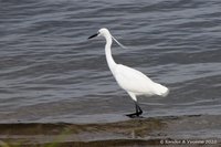 Kleine zilverreiger