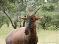 Lierantilope