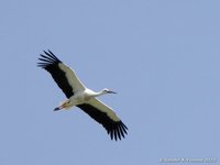 White stork