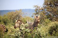 Steppezebra's
