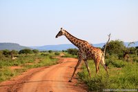 Giraffe