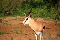 Springbok