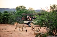 Leeuwen bij de safariauto