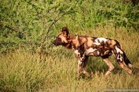 Afrikaanse wilde hond