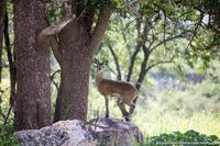 Klipspringer