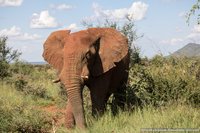Afrikaanse olifant