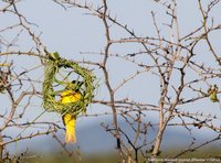 Maskerwever bij zijn nest