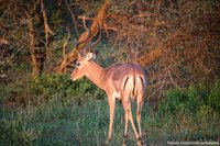 Impala