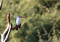 Senegalese ijsvogel