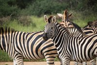 Steppezebra's
