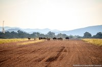 Blauwe gnoes op de weg