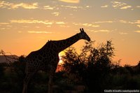 Giraffe bij zonsondergang