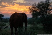 Afrikaanse olifant bij zonsopkomst