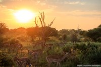 Impala's bij zonsopkomst