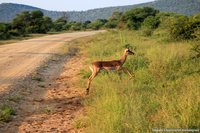 Impala