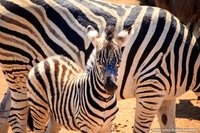 Steppezebra met jong